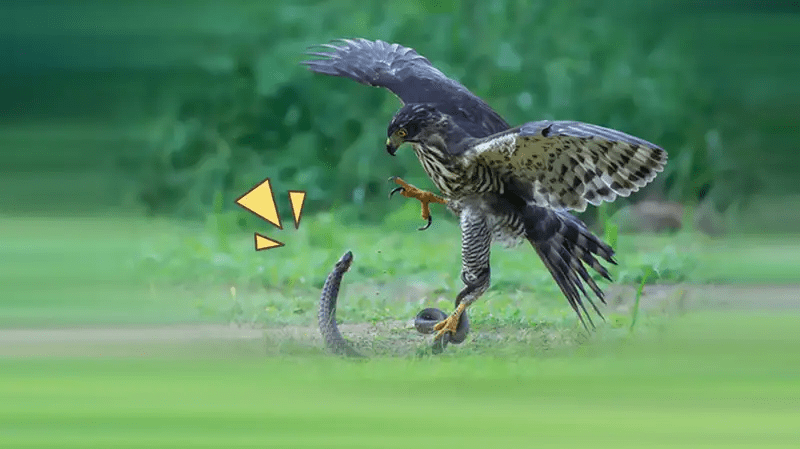 Urutan Rantai Makanan pada Ekosistem Sawah, Laut, dan&nbsp;Hutan