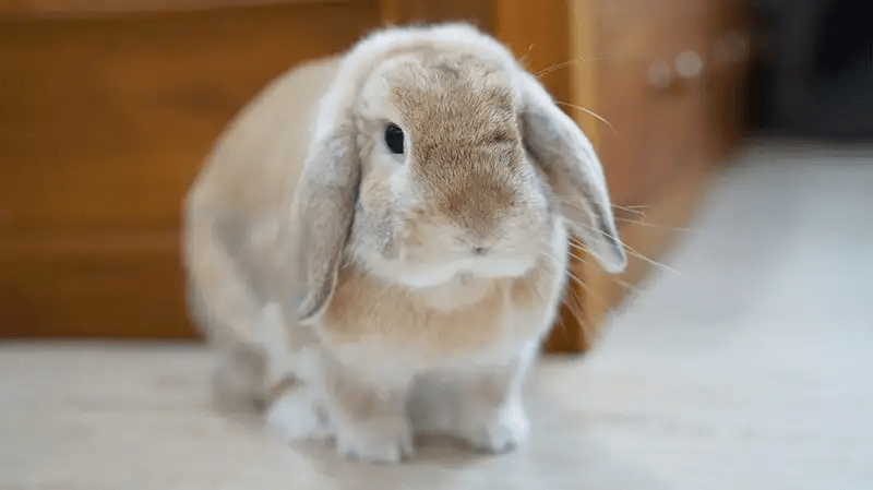 Yuk Kenalan dengan Kelinci Holland Lop, Unik dan&nbsp;Ramah!