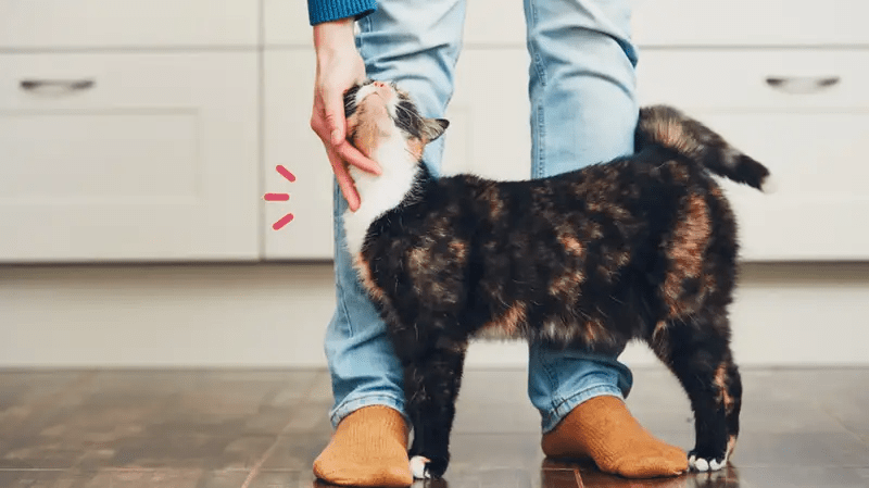 9 Cara agar Kucing Nurut dengan Orang Baru, Simak&nbsp;Moms