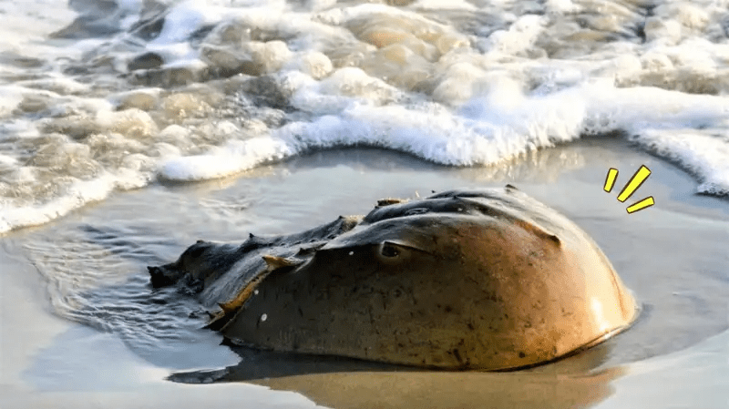 14 Fakta Kepiting Tapal Kuda, Hewan Purba yang Berdarah&nbsp;Biru