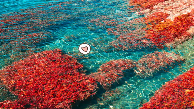 5 Manfaat Alga Merah, Potensi Jadi Obat Kanker!