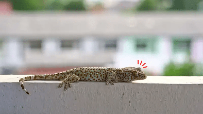 20 Cara Mengusir Tokek dari Rumah secara Alami dan&nbsp;Islam