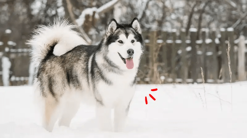 6 Fakta Anjing Alaskan Malamute dan Tips&nbsp;Merawatnya