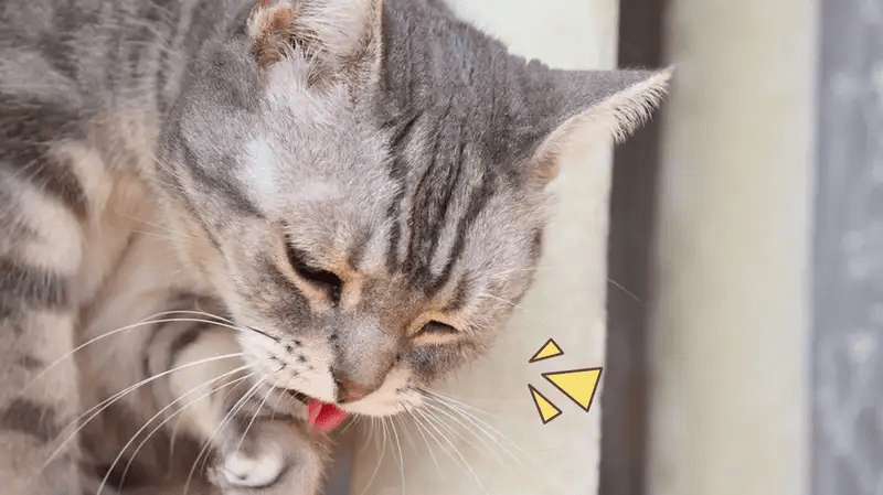 Kucing Muntah Kuning? Ini Penyebab hingga Tips&nbsp;Mengatasinya