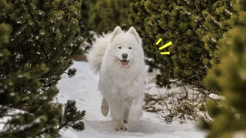 7 Fakta Anjing Samoyed yang Berbulu Putih Tebal dan&nbsp;Lembut
