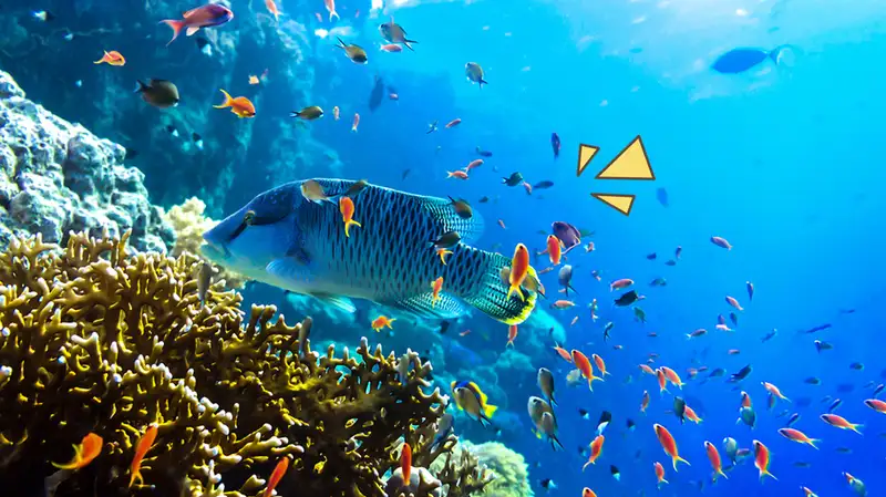 20 Contoh Rantai Makanan di Laut serta Urutan&nbsp;Lengkapnya