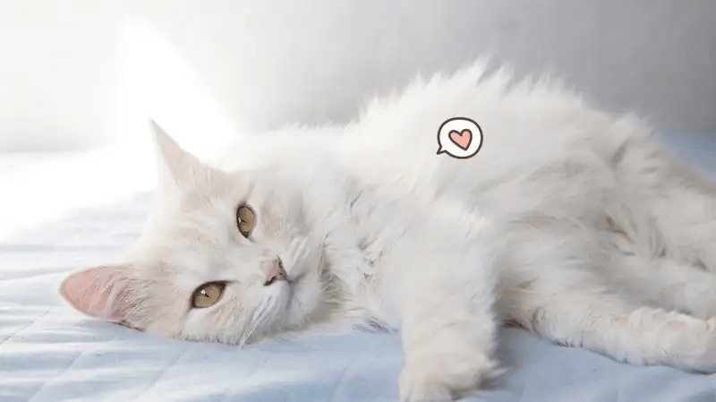 Kucing Anggora: Ciri Fisik, Harga, dan Cara&nbsp;Merawatnya!